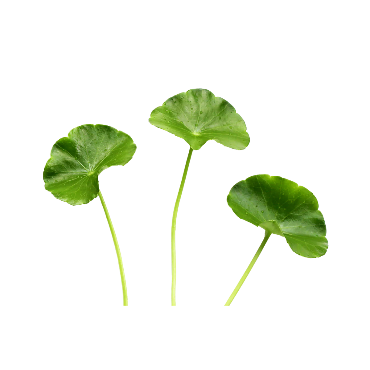 Spadeleaf Centella Asiatica as garden ground cover