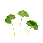 Spadeleaf Centella Asiatica as garden ground cover