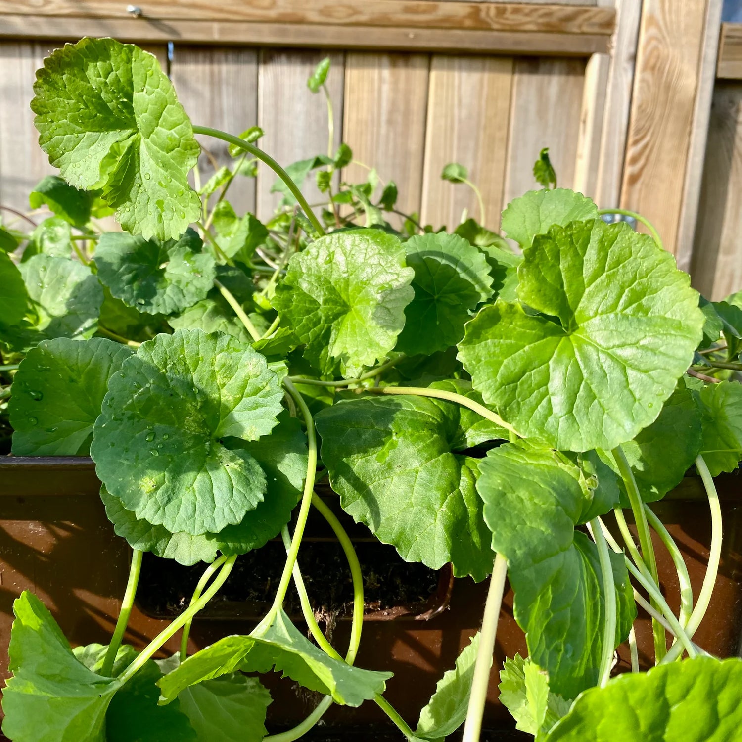Close-up of Centella Asiatica Spadeleaf medicinal herb