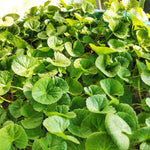 Centella Asiatica seeds packet Spadeleaf Non-GMO