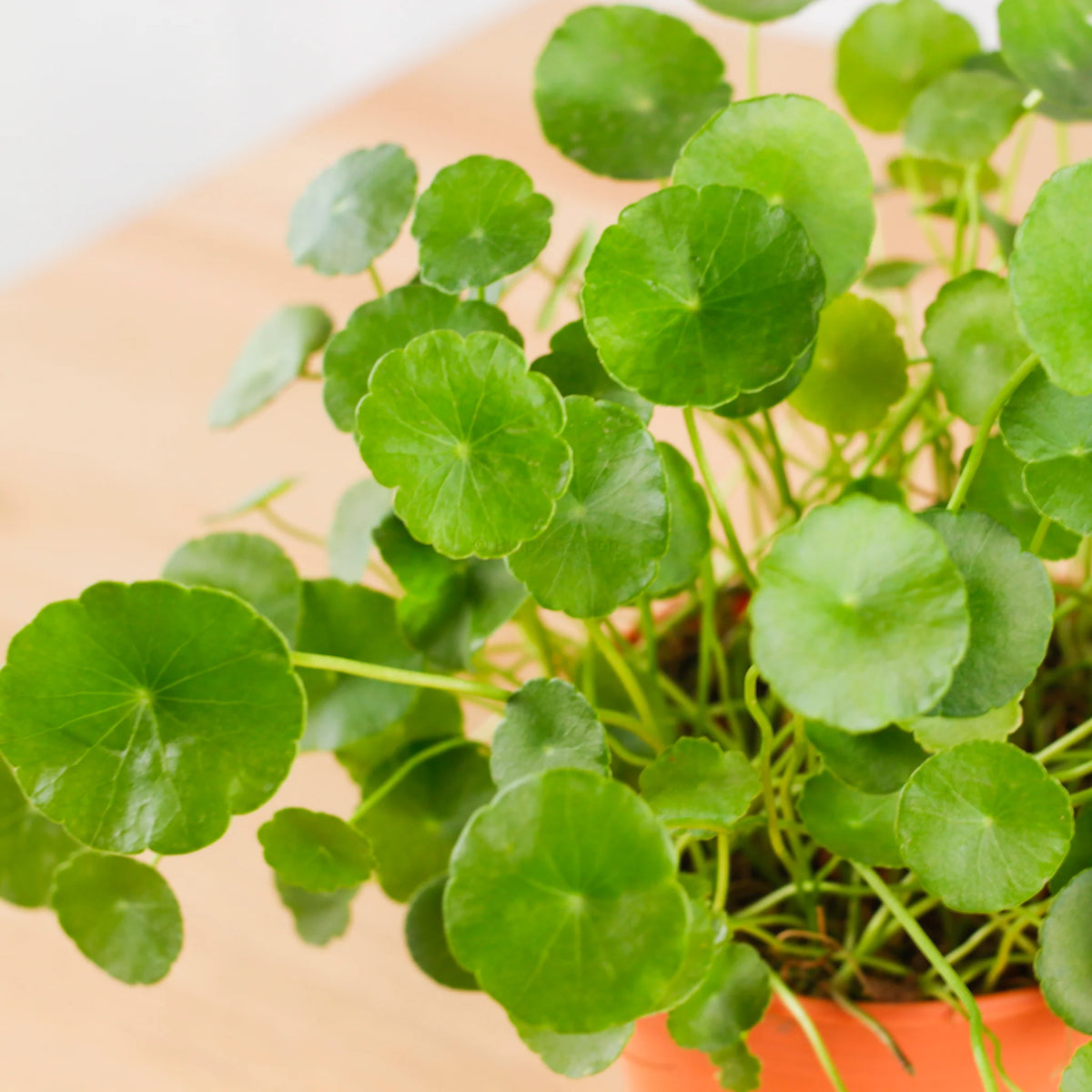 Growing Centella Asiatica seeds in a container garden