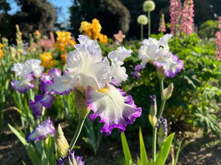 Center Ice Tall Bearded Iris