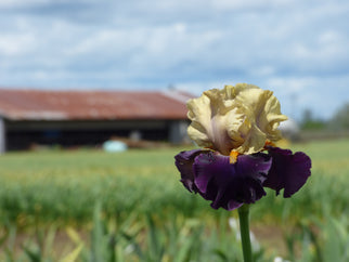 Centurion Suit Tall Bearded Iris