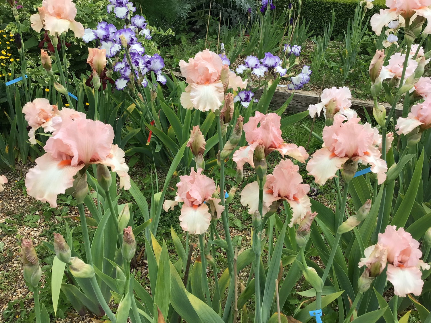 Bearded Iris - Pink Mix