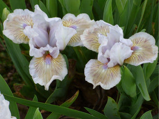 Century Mark Dwarf Iris