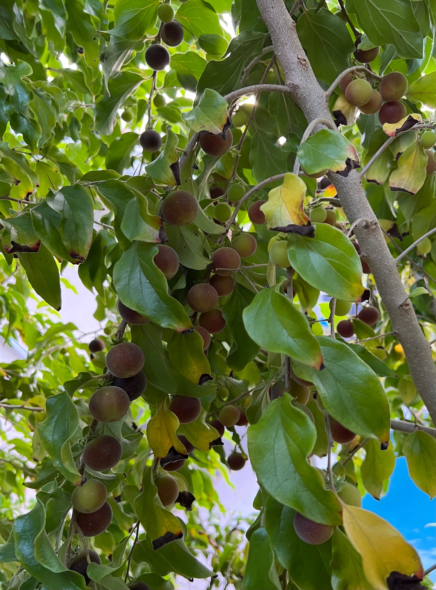 Ceylon Gooseberry (Phyllanthus acidus)