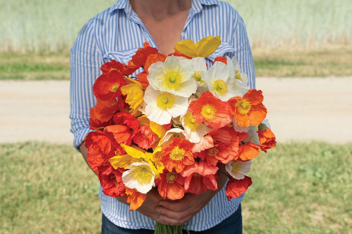 Iceland Poppy Seeds - Champagne Bubbles Mixed