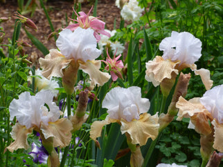 Champagne Elegance Tall Bearded Iris