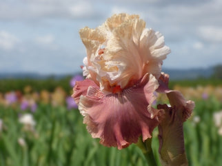 Champagne and Strawberries Tall Bearded Iris