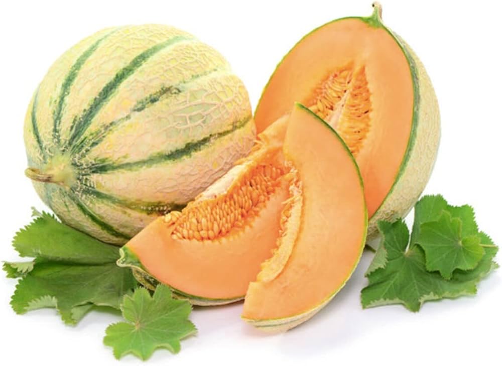 A ribbed, gray-green Charentais Melon growing on a vine in a sunny garden
