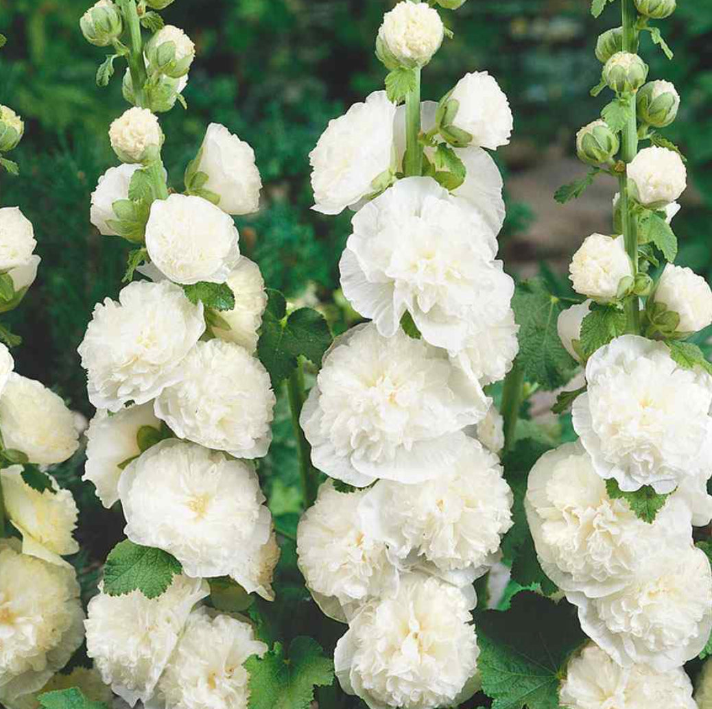 Hollyhock Seeds - Majorette Double White