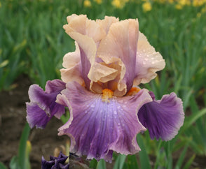 Chasing Rainbows Tall Bearded Iris