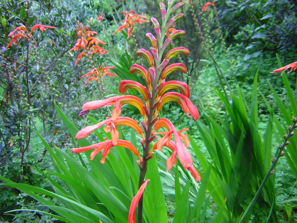 Orange Chasmanthe Ornamental Plant Seeds for Exotic Garden Displays – Fresh Herb for Your Garden