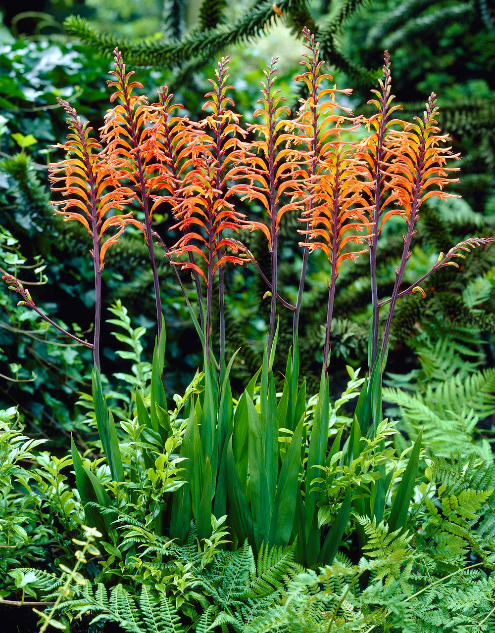 Orange Chasmanthe Ornamental Plant Seeds for Exotic Garden Displays – Fresh Herb for Your Garden