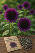 Purple Sunflower Seeds for Planting – Unique Garden Blooms, Easy to Grow, Non-GMO Heirloom Seeds Dhara Seeds