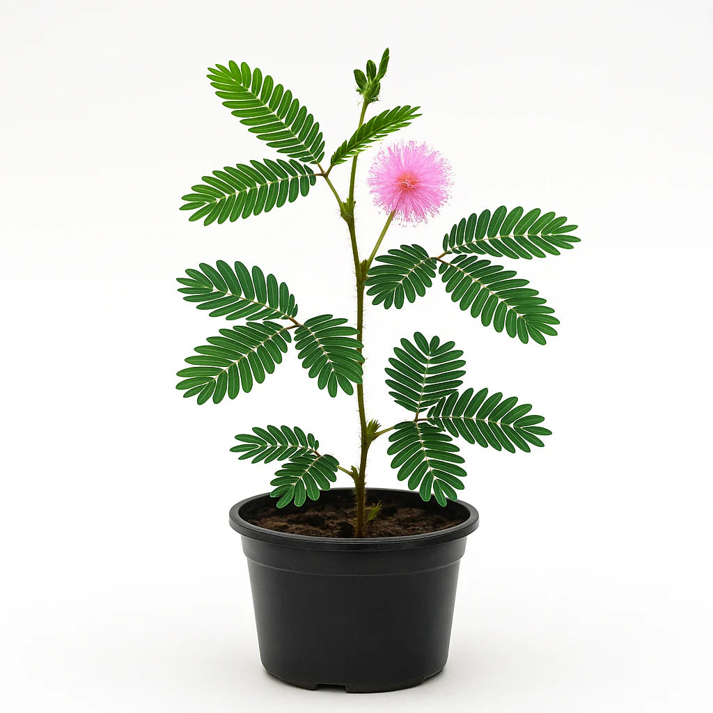 Bashfulgrass Mimosa pudica herb seeds for sensory garden and indoor pot planting