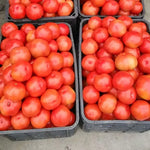 Cheap Price Big Size Tomato For Sowing heirloom non-gmo organic garden seeds