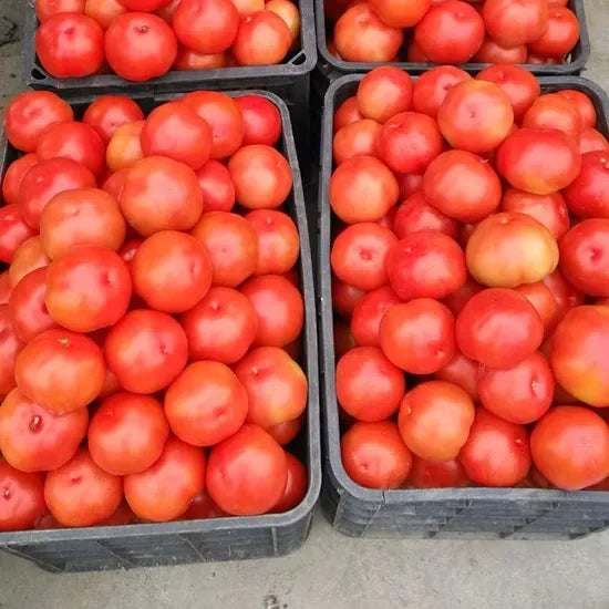 Cheap Price Big Size Tomato For Sowing heirloom non-gmo organic garden seeds