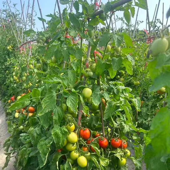 Cheap Price Bushy Type Disease Resistant Tomato heirloom non-gmo organic garden seeds