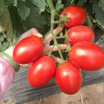 Cheap Price High Quality Tomato heirloom non-gmo organic garden seeds