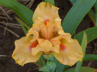 Cheebie Dwarf Iris