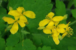 Yellow Chelidonium Flower Seeds for Planting – NON GMO Seeds Dhara Seeds