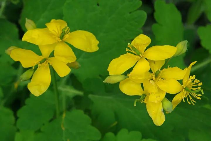 Yellow Chelidonium Flower Seeds for Planting – NON GMO Seeds Dhara Seeds