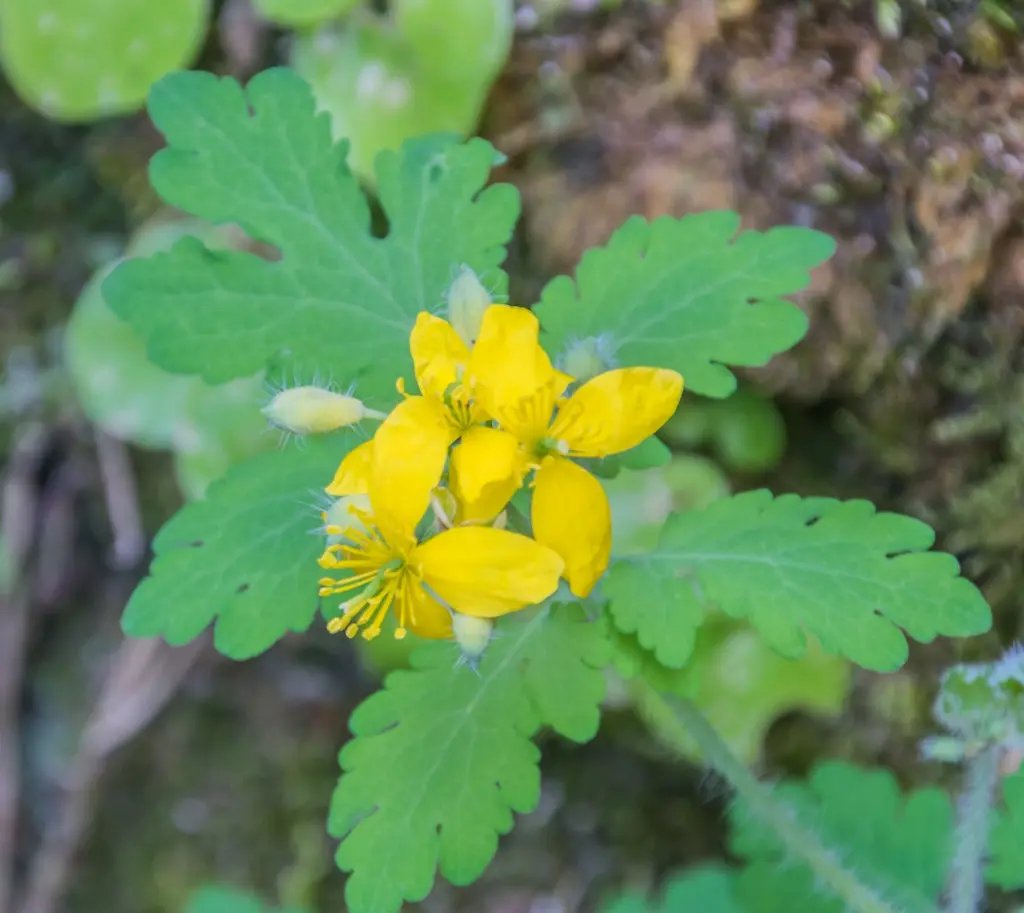 Yellow Chelidonium Flower Seeds for Planting – NON GMO Seeds for planting in home garden