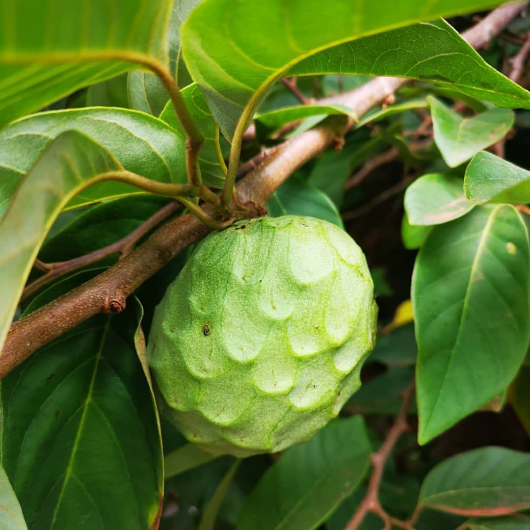 High-quality Cherimoya seeds for planting, perfect for a tropical garden, Annona cherimola seeds.
