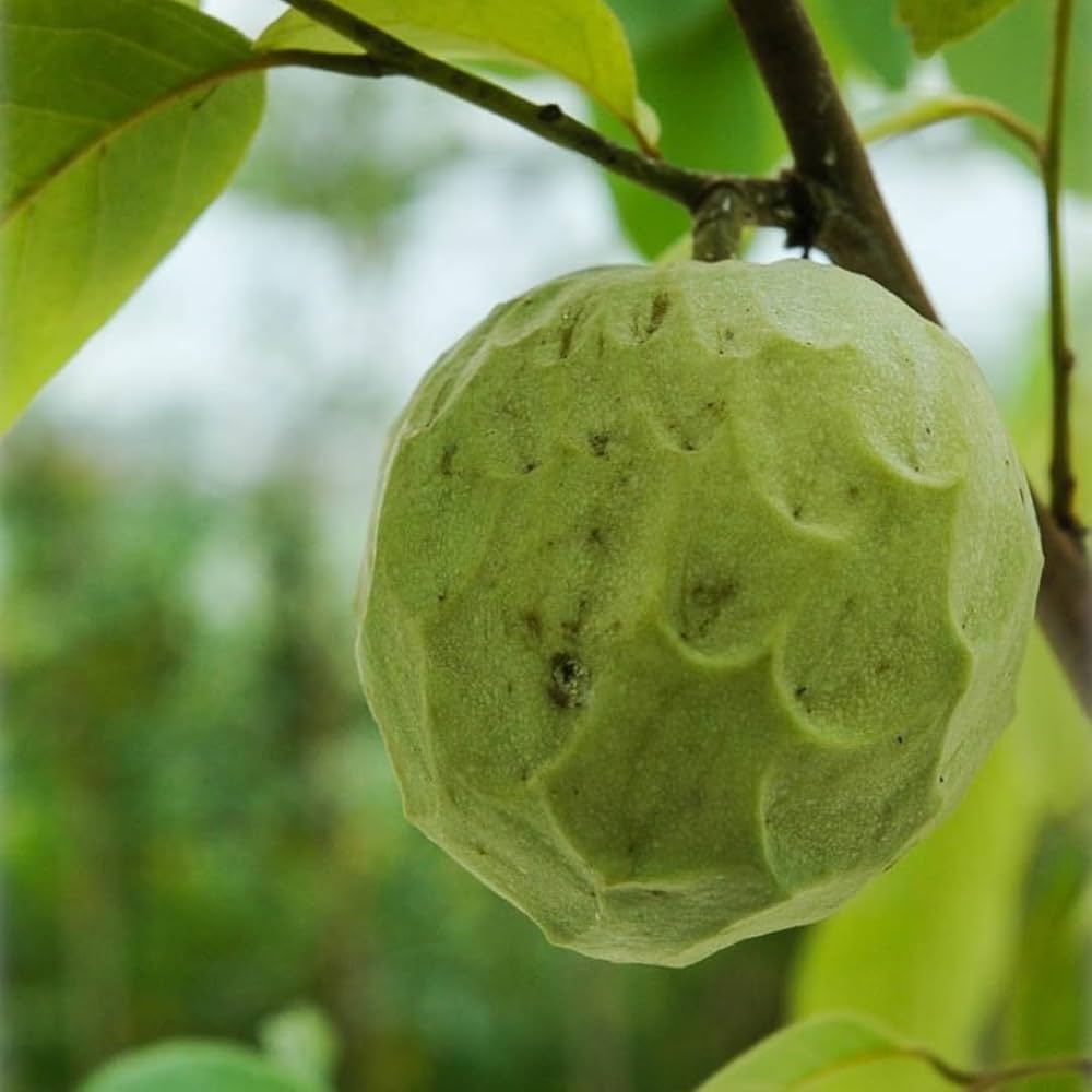 Heirloom Cherimoya seeds, Non-GMO for planting, start your own Ice Cream Fruit tree.