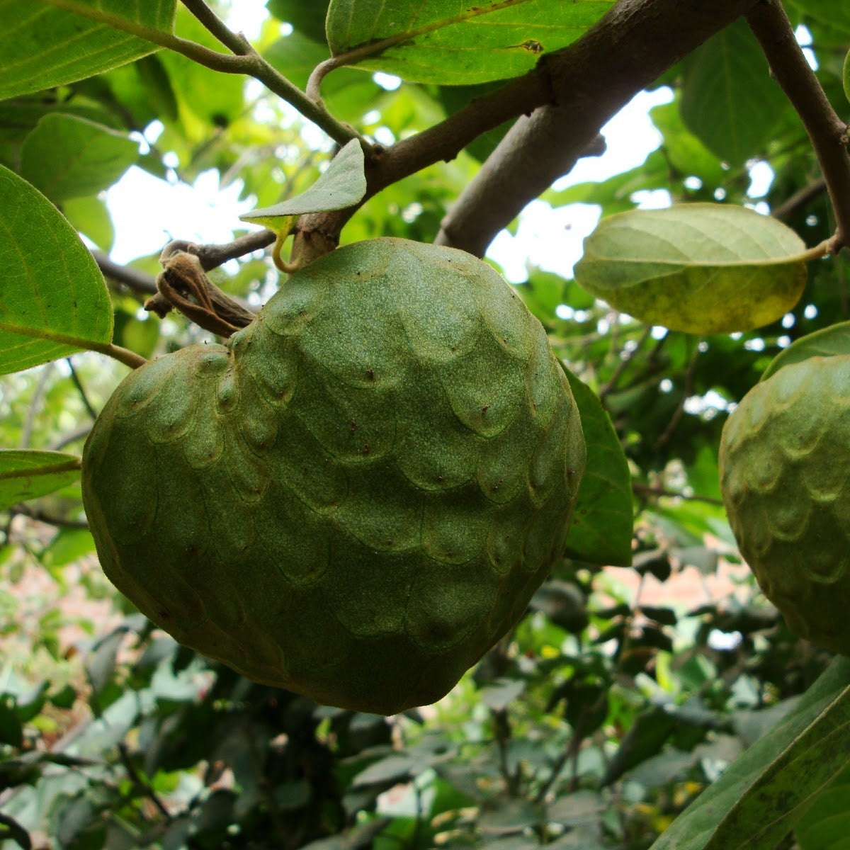 Young Cherimoya tree seedlings grown from seed, ready for transplanting to USDA Zone 9-11 garden.