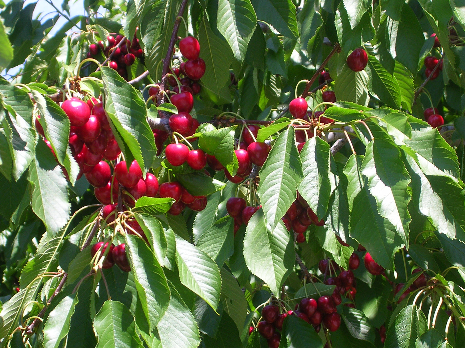 Florida Cherry (Prunus caroliniana)