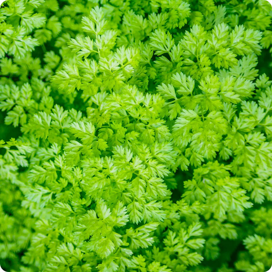 Green Chervil Vegetable Seeds for Planting heirloom & Non-GMO Seeds