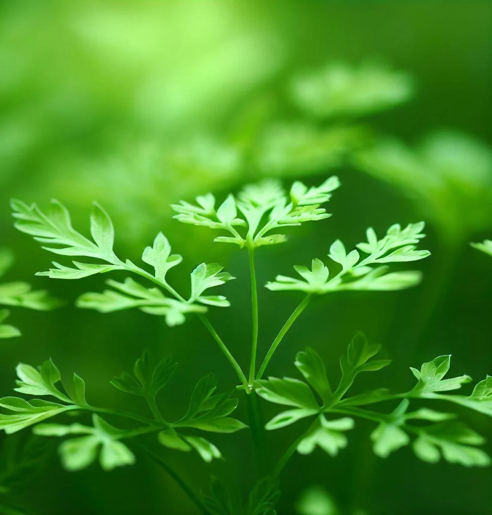 Chervil seeds_packet_delicate culinary herb_planting