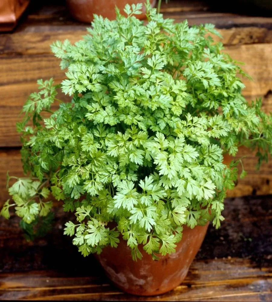 Chervil_herb seeds_for_French_fines_herbes_culinary