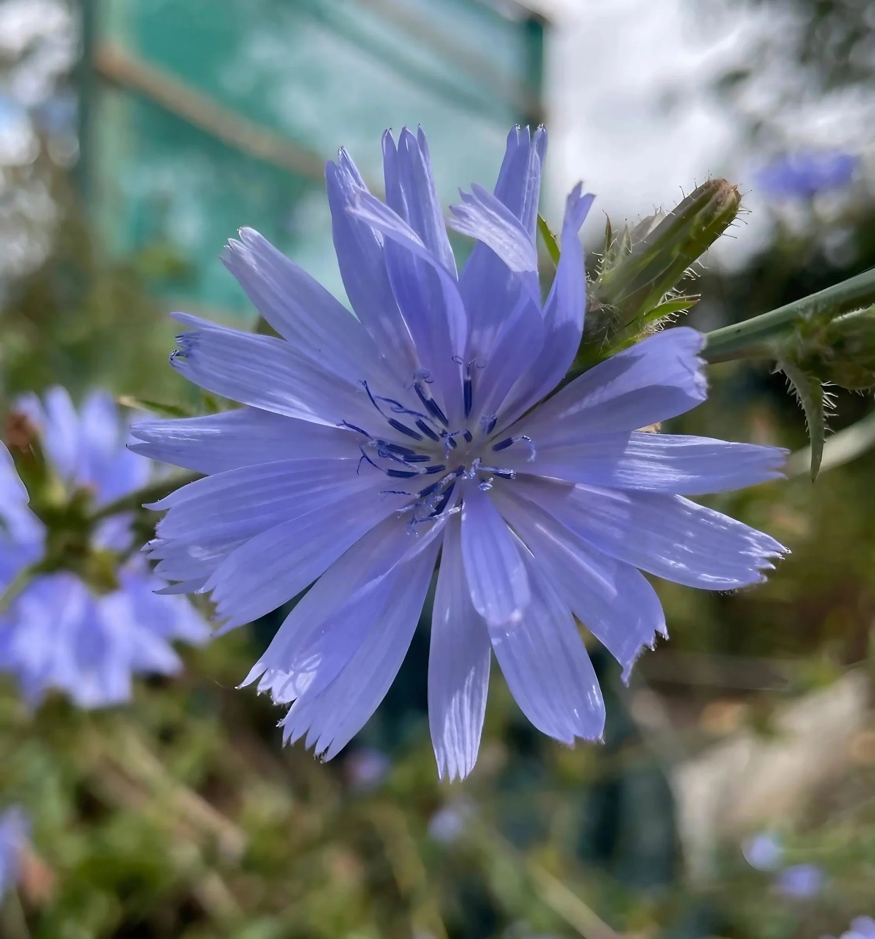 Close-up of Cichorium Intybus blue flowers, beautiful edible landscaping