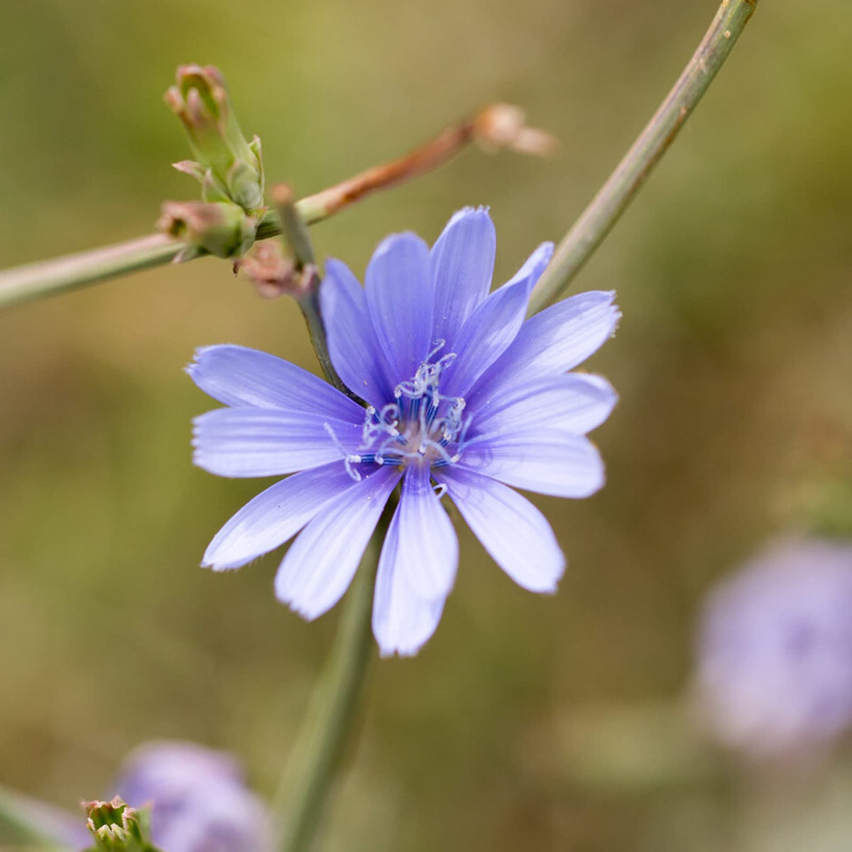 Hand harvesting fresh Chicory Greens from a kitchen garden