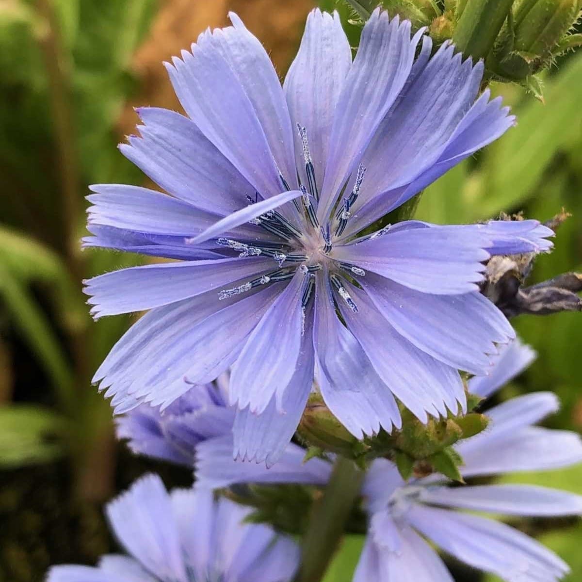Chicory plant integrated into a functional edible landscaping border