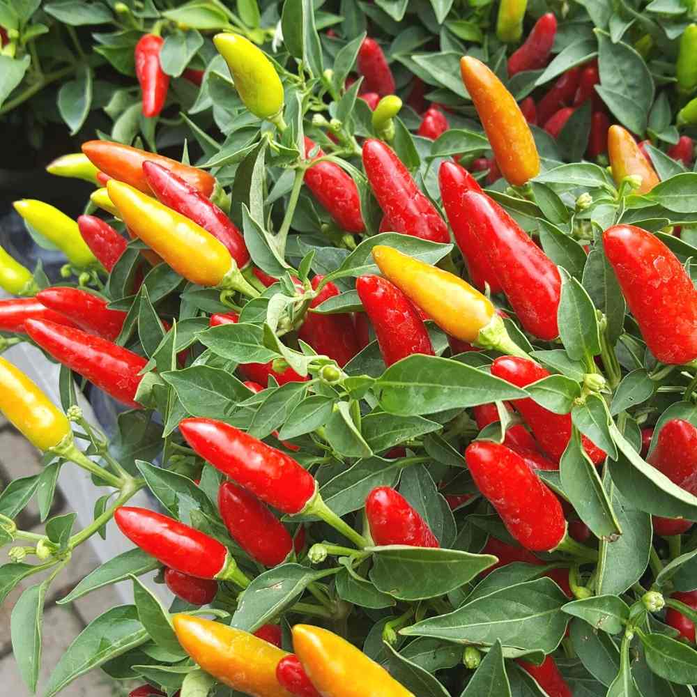 Tabasco Pepper Seeds – Hot Chili Pepper for Garden and Container Growing
