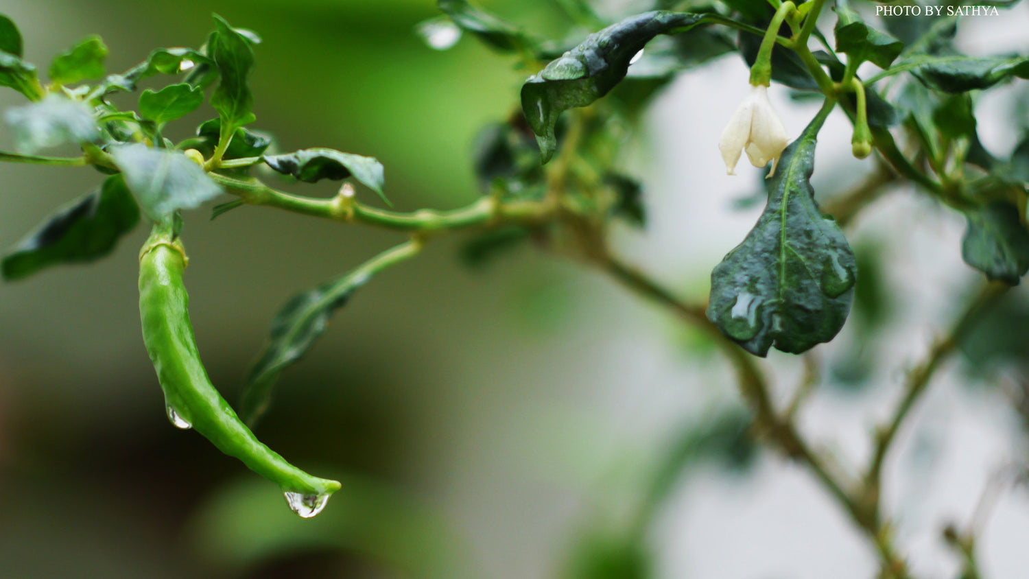 Szechwan Chile Plant