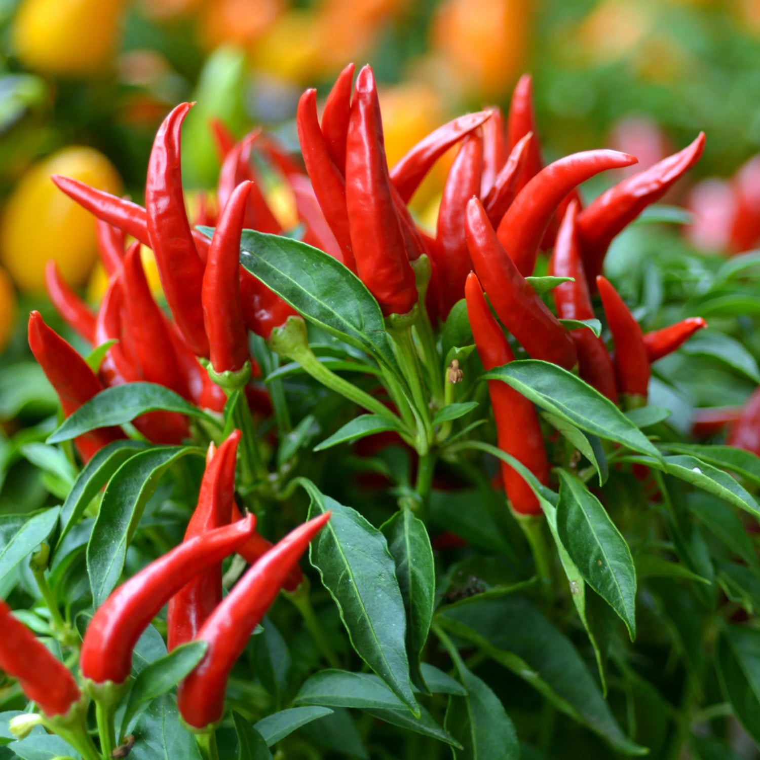 Thai Pepper Vegetable Seeds for Planting