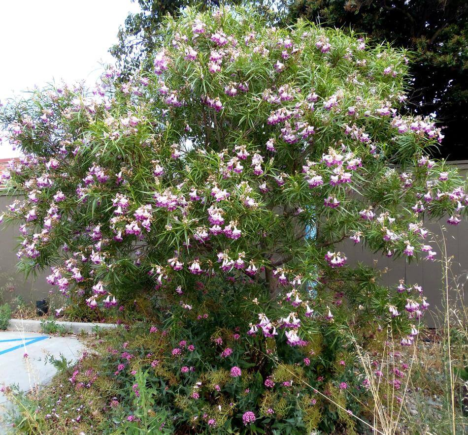 Desert Willow Chilopsis linearis fragrant tree seeds for planting in home garden