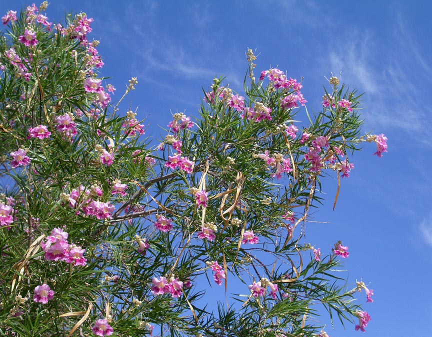 Desert Willow Chilopsis linearis fragrant tree seeds for planting in home garden