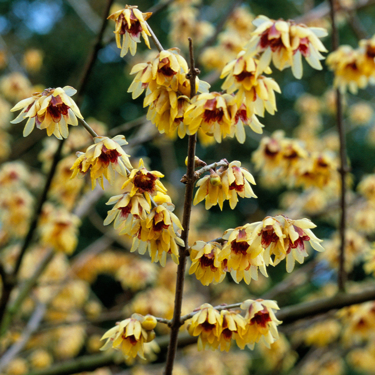 Red Chimonanthus Seeds for Planting