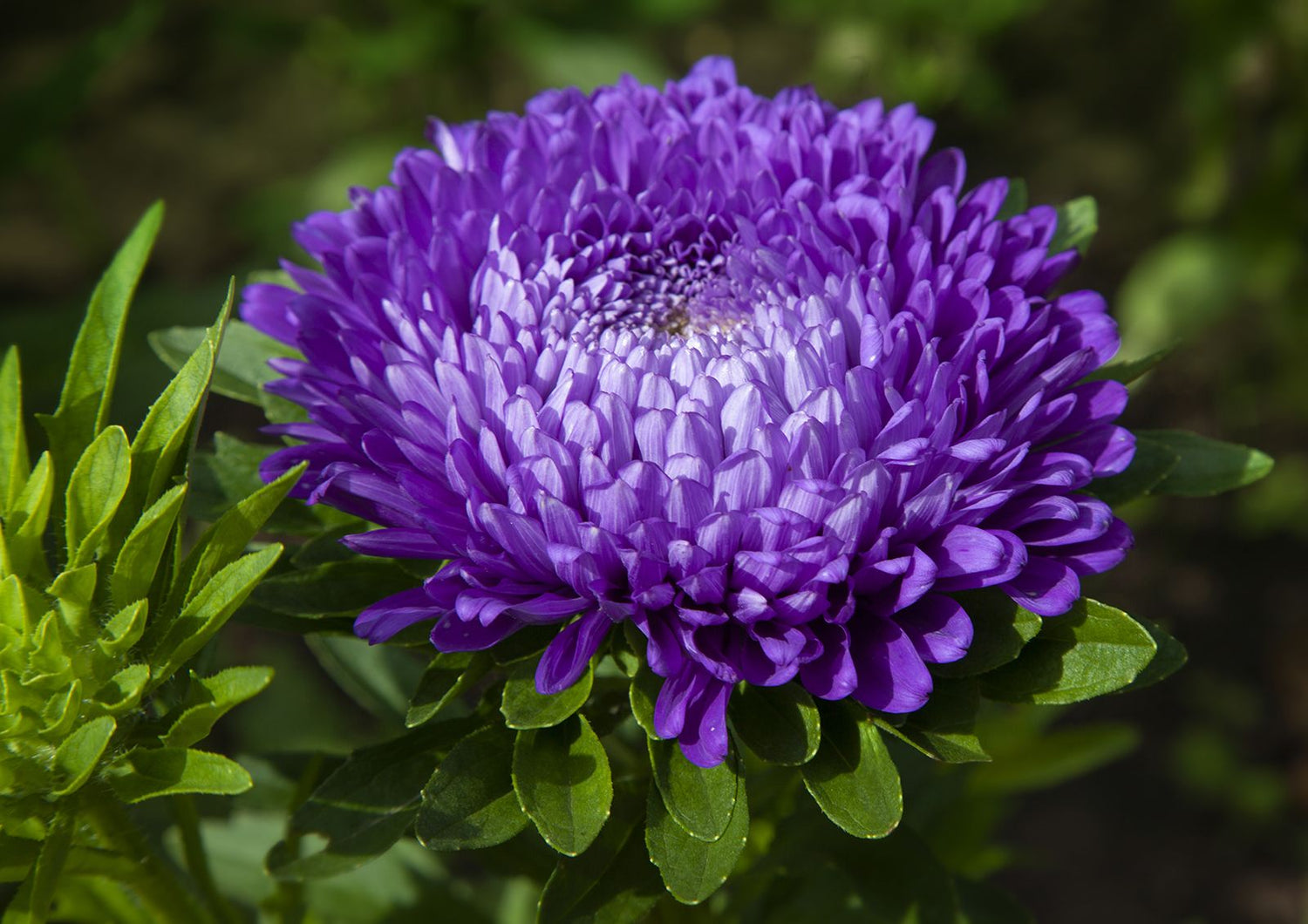 Ostrich Feather China Aster