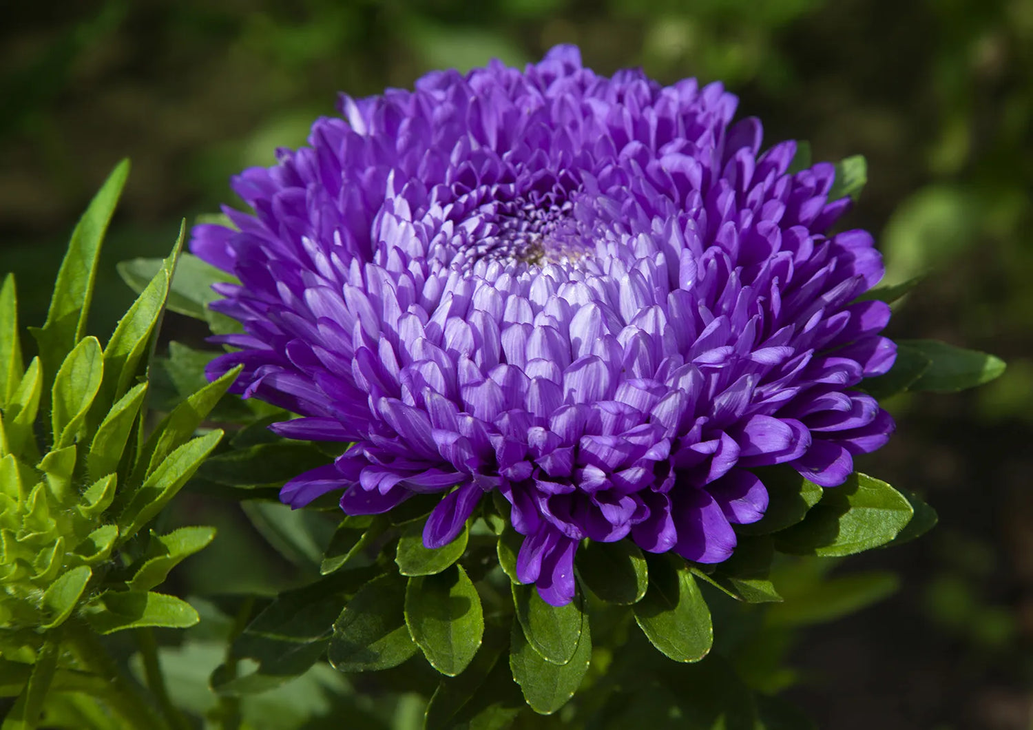Aster Callistephus chinensis Chrysanthemum Flowering Seeds For Planting in seasonal garden beds