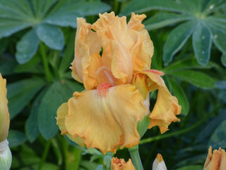 China Moon Tall Bearded Iris