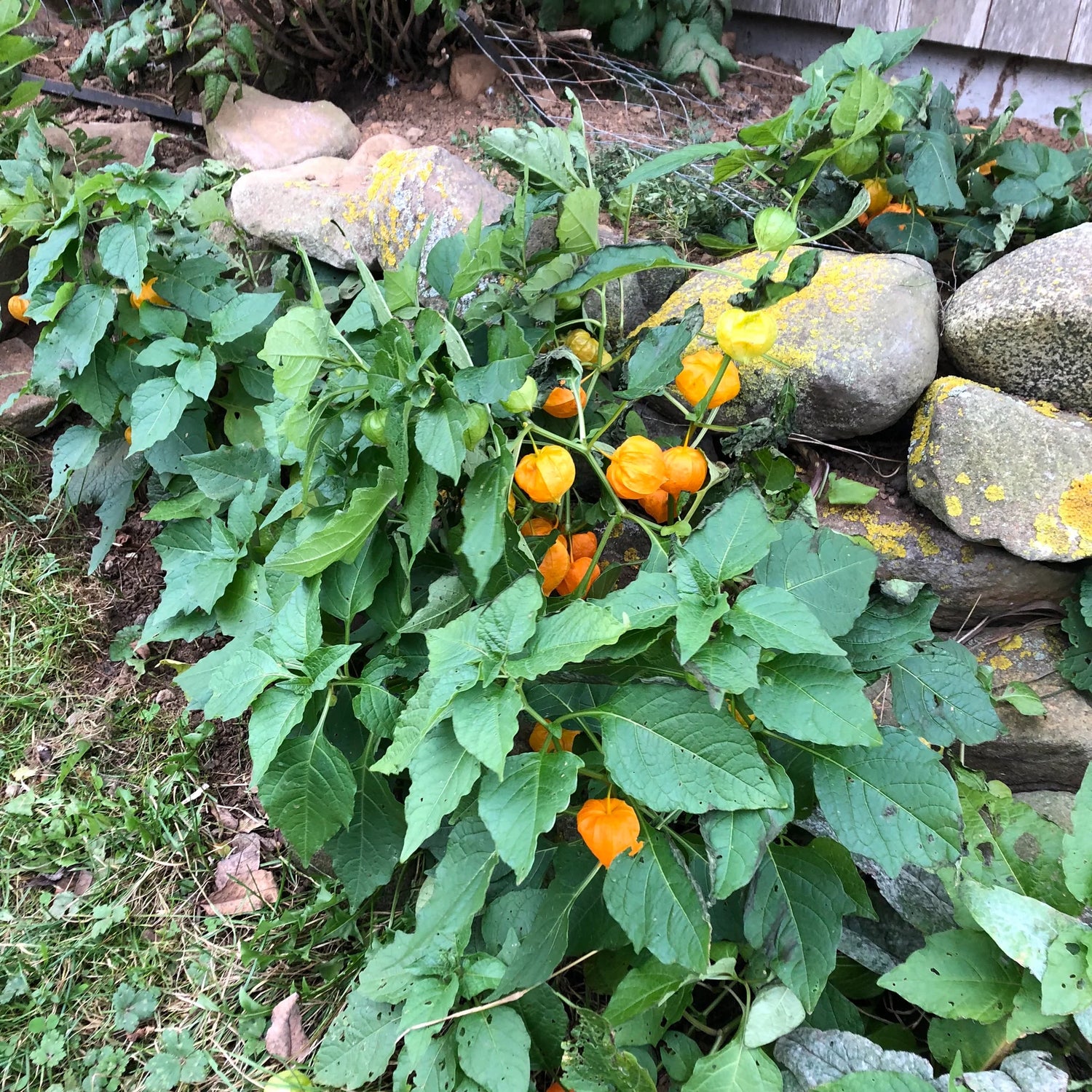 Chinese Lantern Seeds