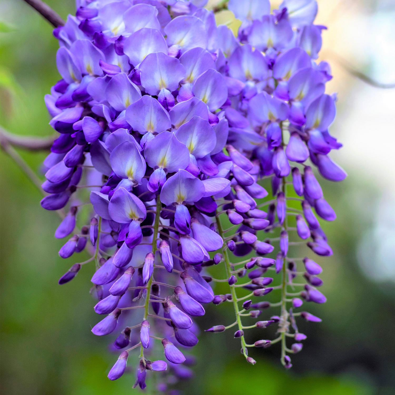 Amethyst Falls Wisteria