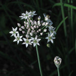 Chinese Chive plant with edible white flowers. Perennial herb for home garden. Grow garlic chives.